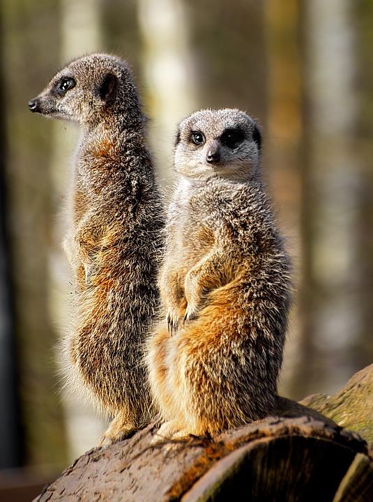 Network Like a CHAMP: Meerkats and Mountain Guides [1392 words]
